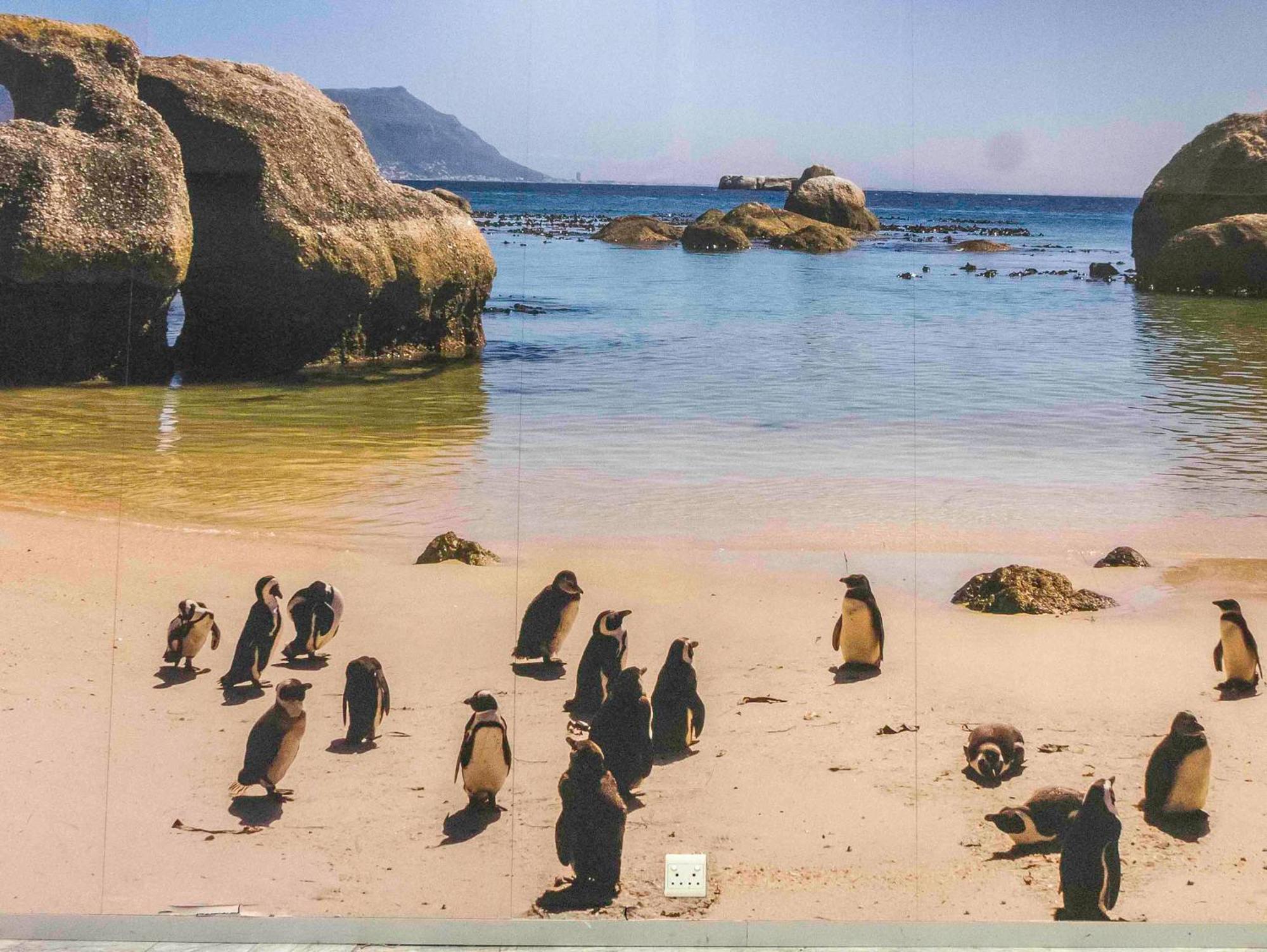 Flamingo Sea Point Sea View Luxury Best Position 1 Bedroom Apartment Queen Size Bed & Inverter For Tv 케이프타운 외부 사진